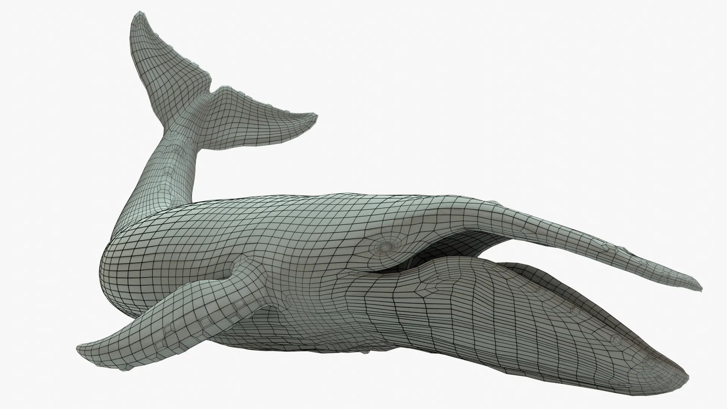 Humpback Whale 3D Model Rigged Basemesh