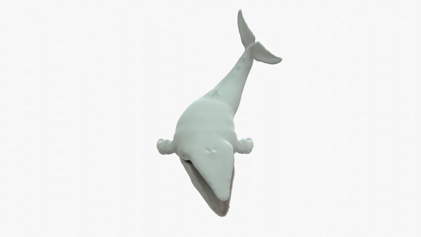 Humpback Whale 3D Model Rigged Basemesh