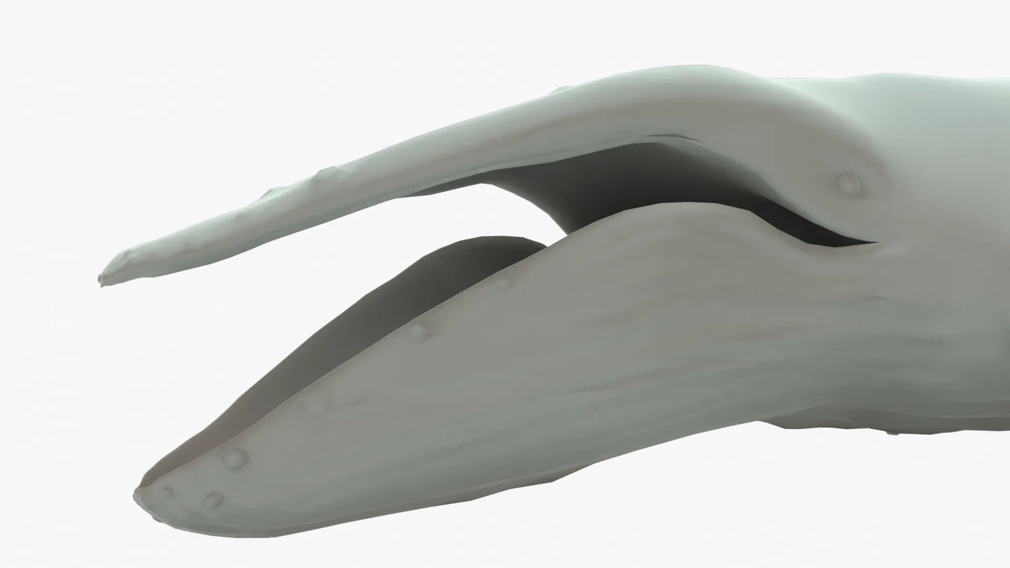 Humpback Whale 3D Model Rigged Basemesh