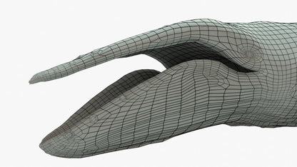 Humpback Whale 3D Model Rigged Basemesh