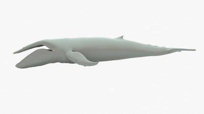 Humpback Whale 3D Model Rigged Basemesh