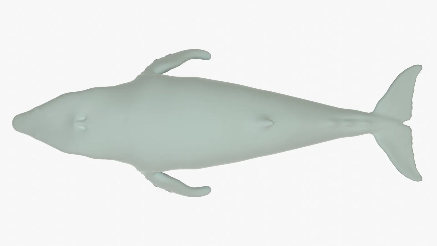 Humpback Whale 3D Model Rigged Basemesh