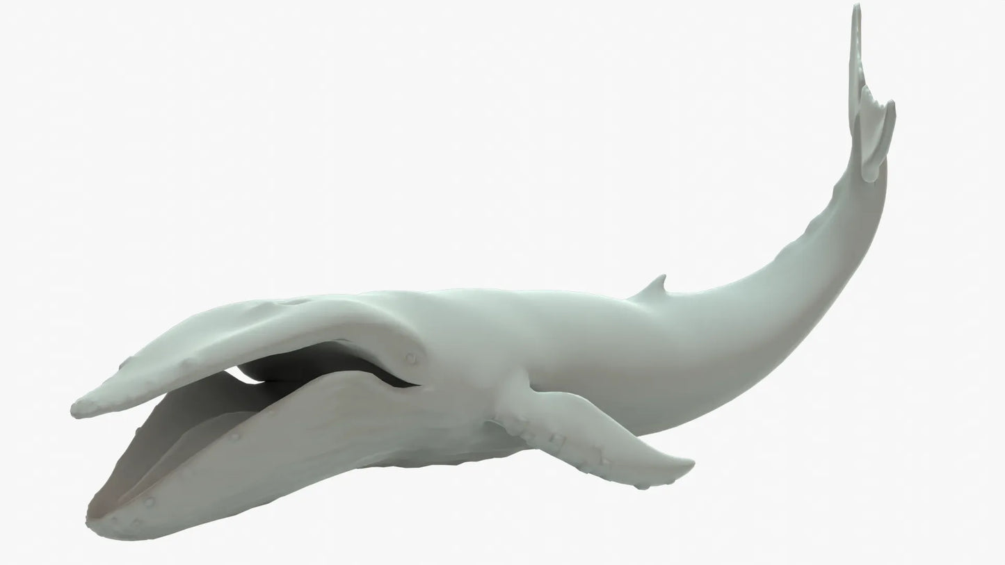 Humpback Whale 3D Model Rigged Basemesh