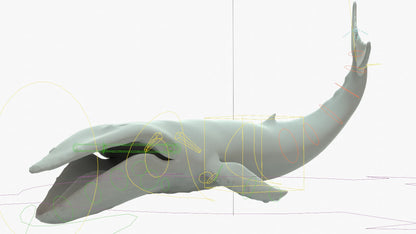 Humpback Whale 3D Model Rigged Basemesh