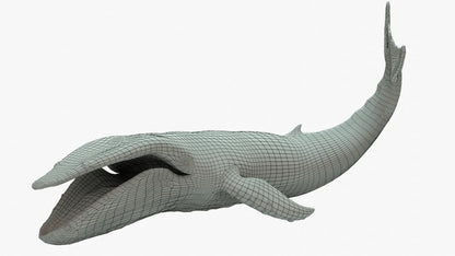 Humpback Whale 3D Model Rigged Basemesh