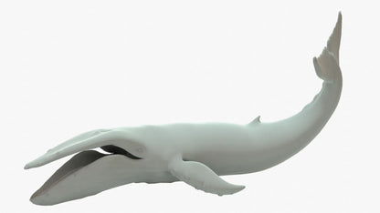 Humpback Whale 3D Model Rigged Basemesh