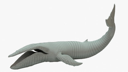 Humpback Whale 3D Model Rigged Basemesh