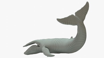 Humpback Whale 3D Model Rigged Basemesh