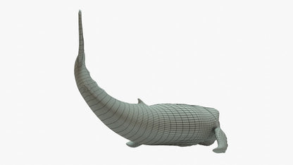 Humpback Whale 3D Model Rigged Basemesh