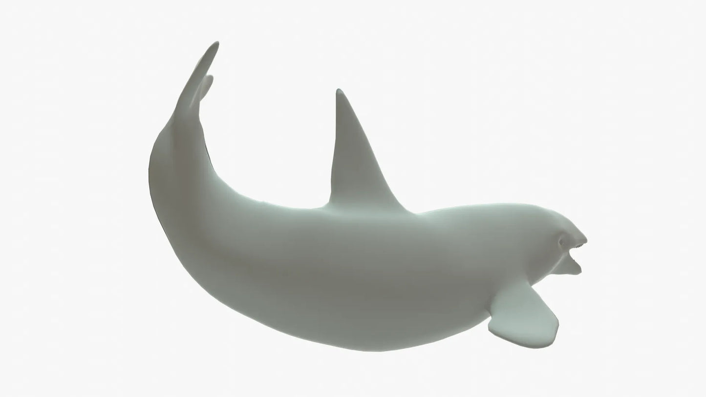 Killer Whale 3D Model Rigged Basemesh