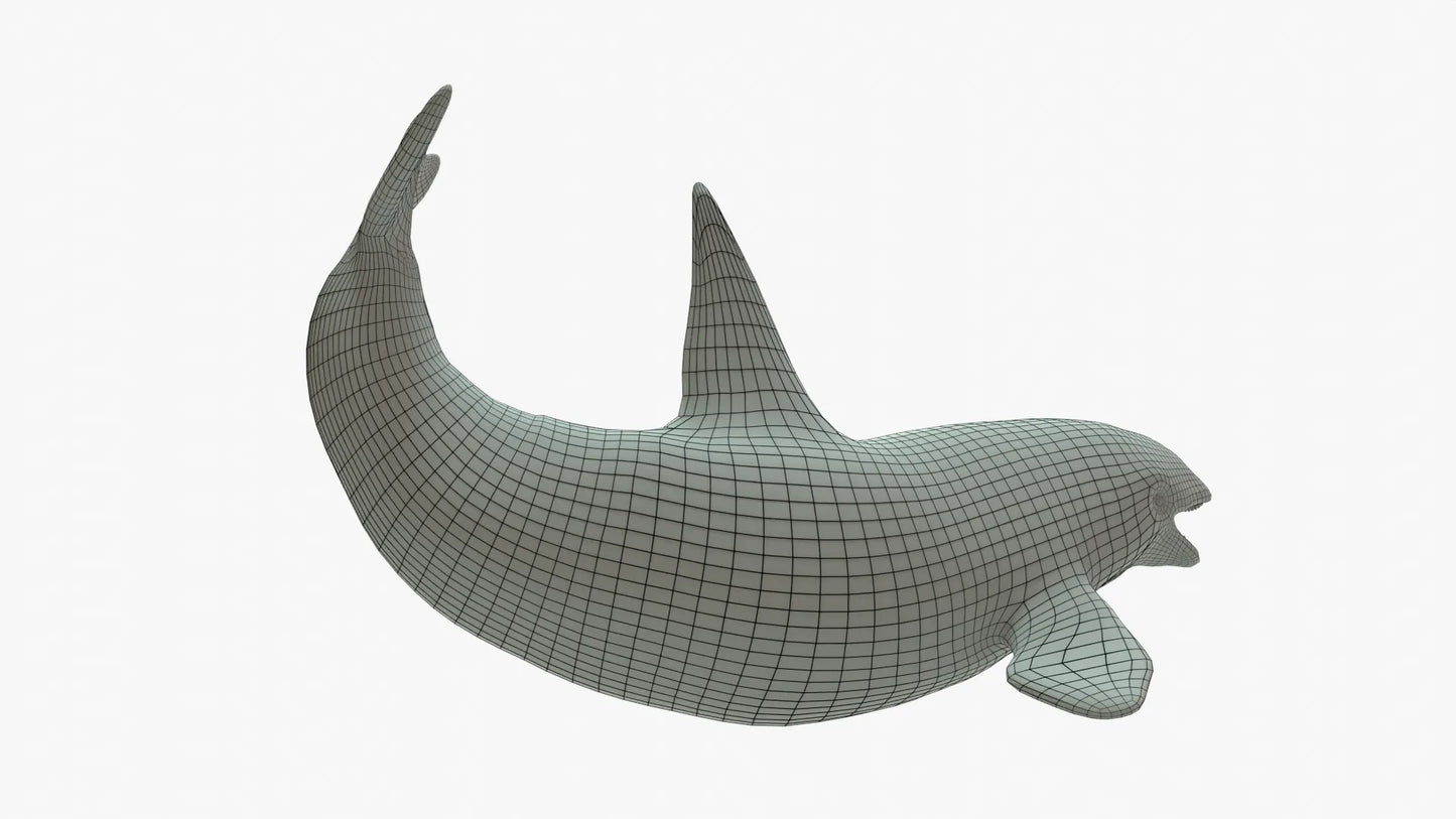 Killer Whale 3D Model Rigged Basemesh