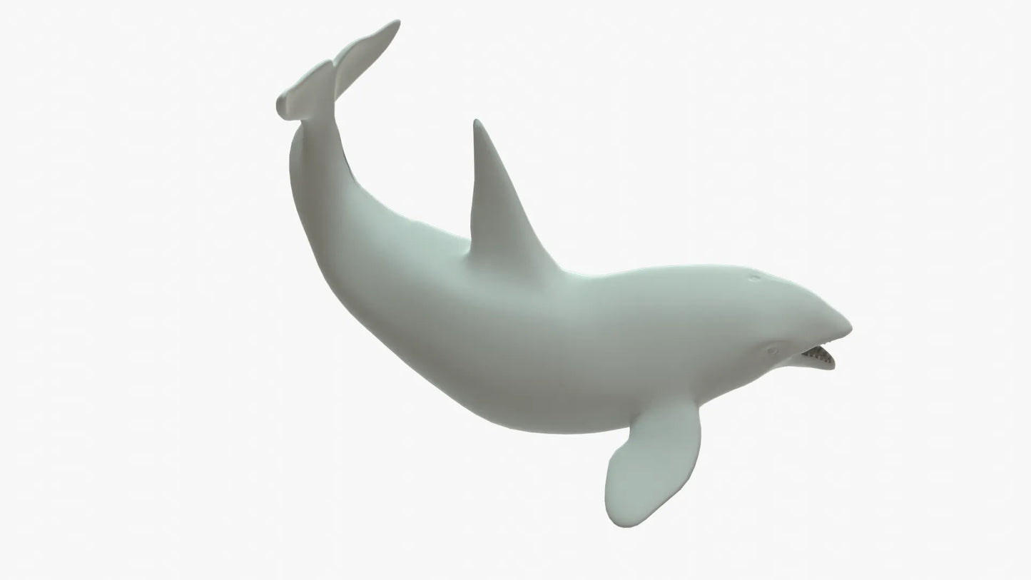 Killer Whale 3D Model Rigged Basemesh