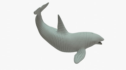 Killer Whale 3D Model Rigged Basemesh