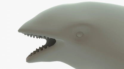 Killer Whale 3D Model Rigged Basemesh