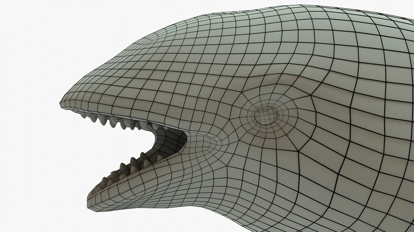 Killer Whale 3D Model Rigged Basemesh