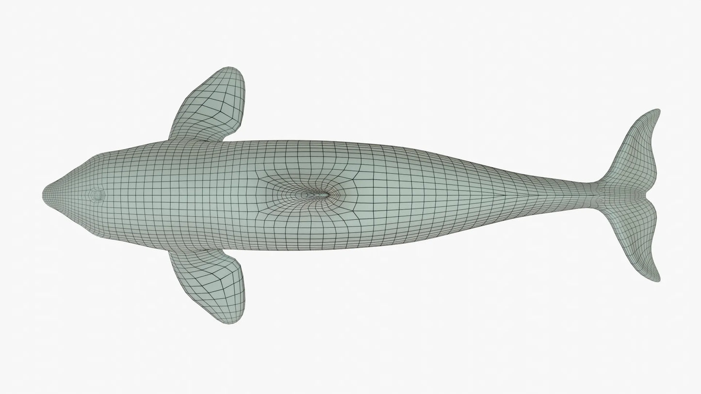 Killer Whale 3D Model Rigged Basemesh