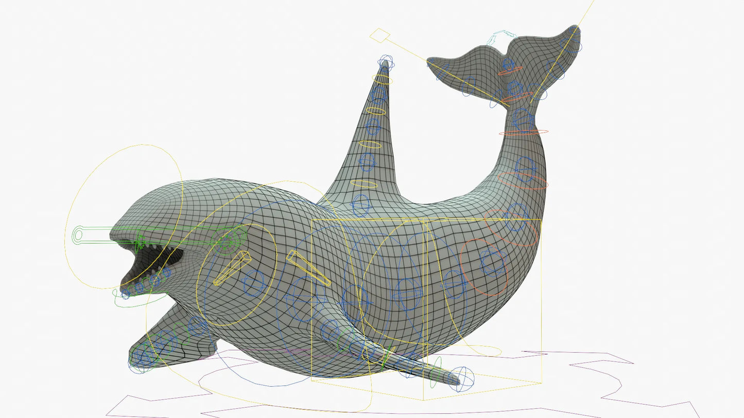 Killer Whale 3D Model Rigged Basemesh