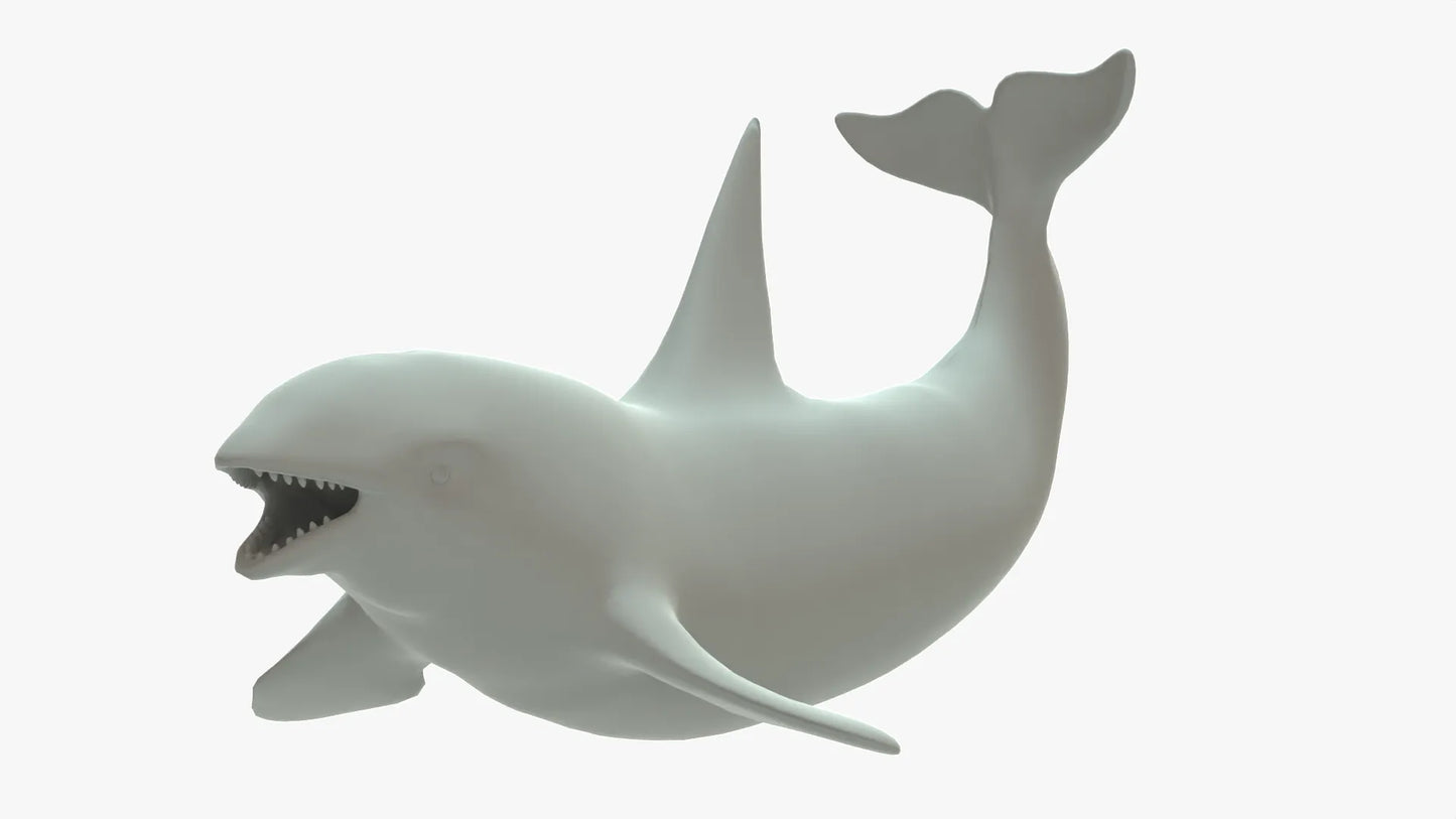 Killer Whale 3D Model Rigged Basemesh