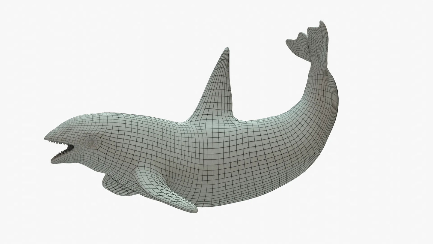 Killer Whale 3D Model Rigged Basemesh