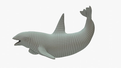 Killer Whale 3D Model Rigged Basemesh