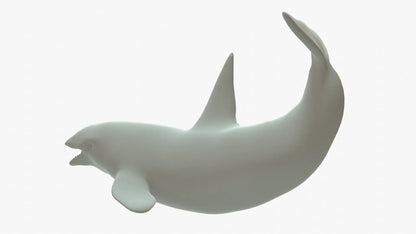 Killer Whale 3D Model Rigged Basemesh