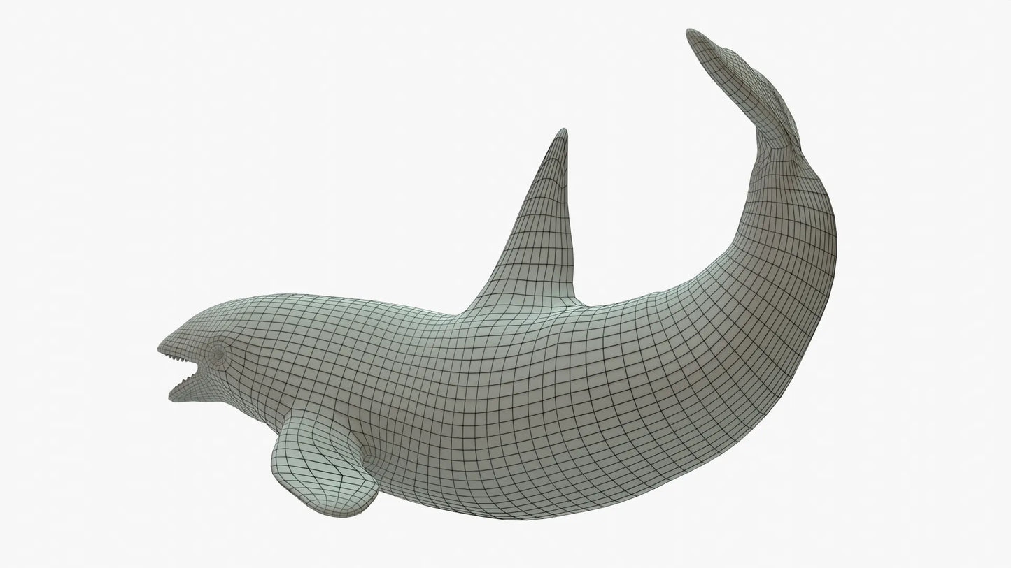 Killer Whale 3D Model Rigged Basemesh