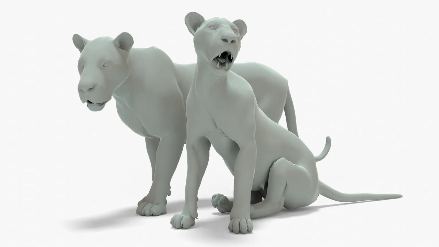 Couple Lion 3D Model Rigged Basemesh