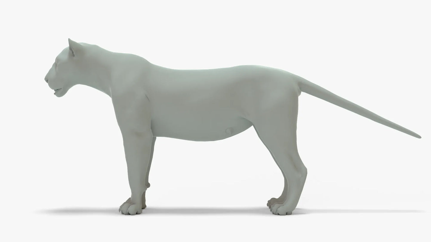 Lioness 3D Model Rigged Basemesh