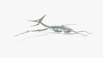 Pteranodon Rigged Skeleton 3D Model