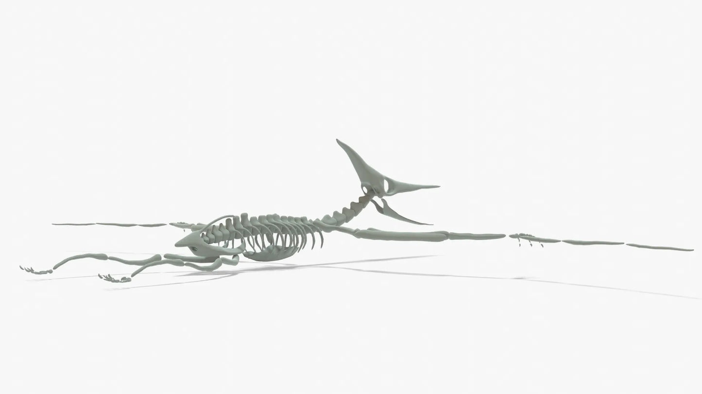 Pteranodon Rigged Skeleton 3D Model