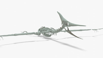 Pteranodon Rigged Skeleton 3D Model