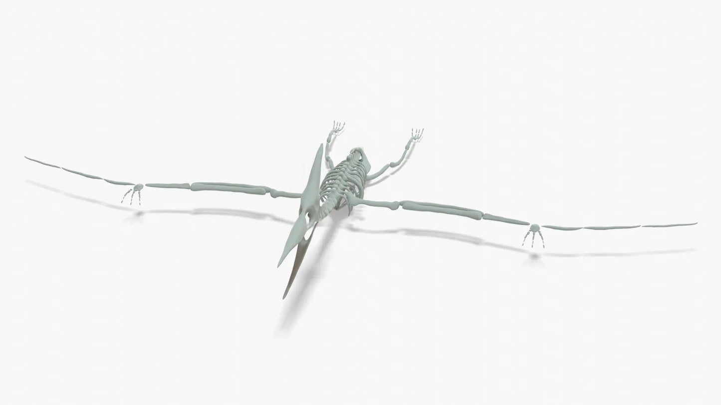 Pteranodon Rigged Skeleton 3D Model