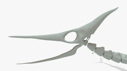 Pteranodon Rigged Skeleton 3D Model