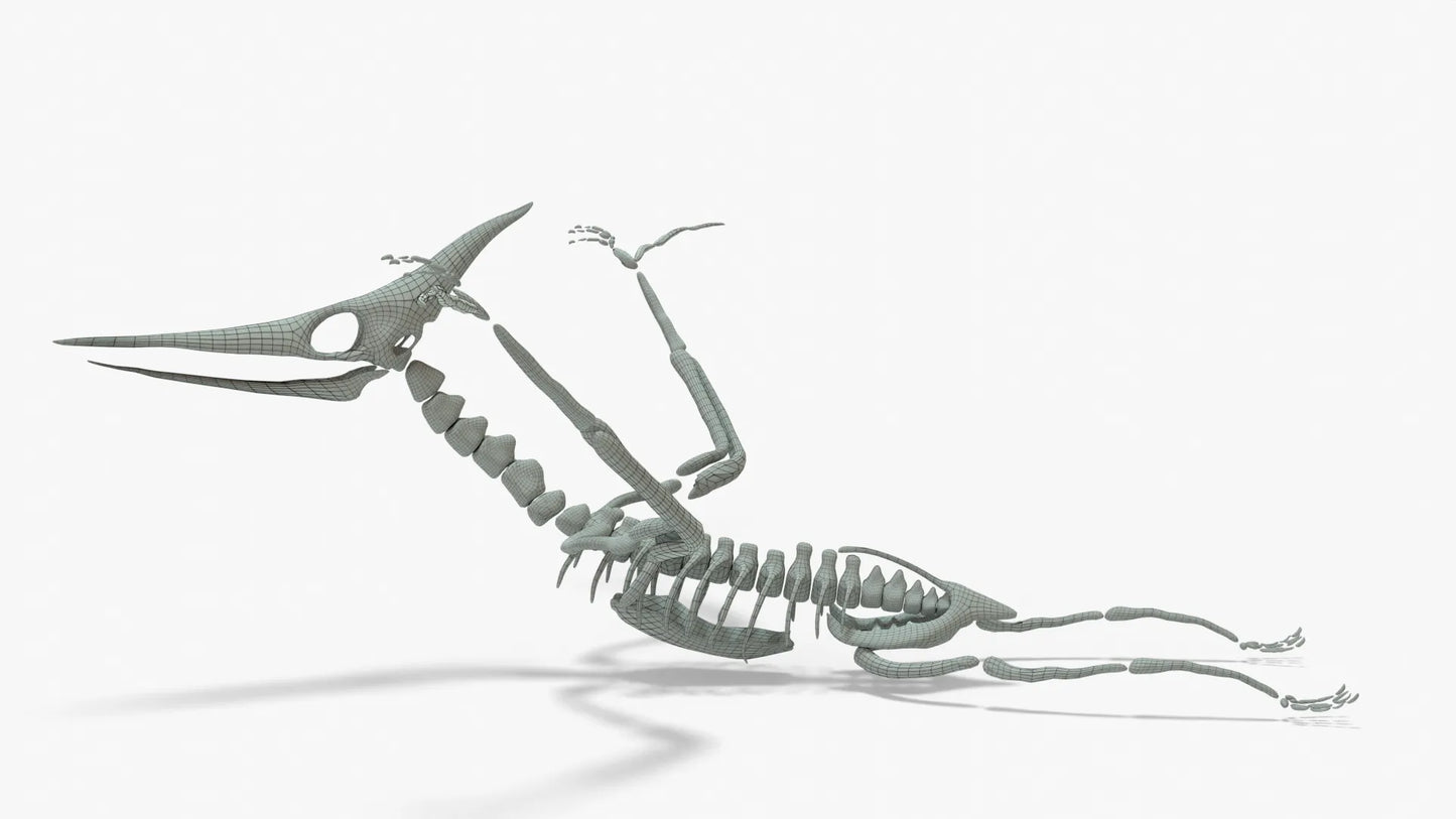 Pteranodon Rigged Skeleton 3D Model