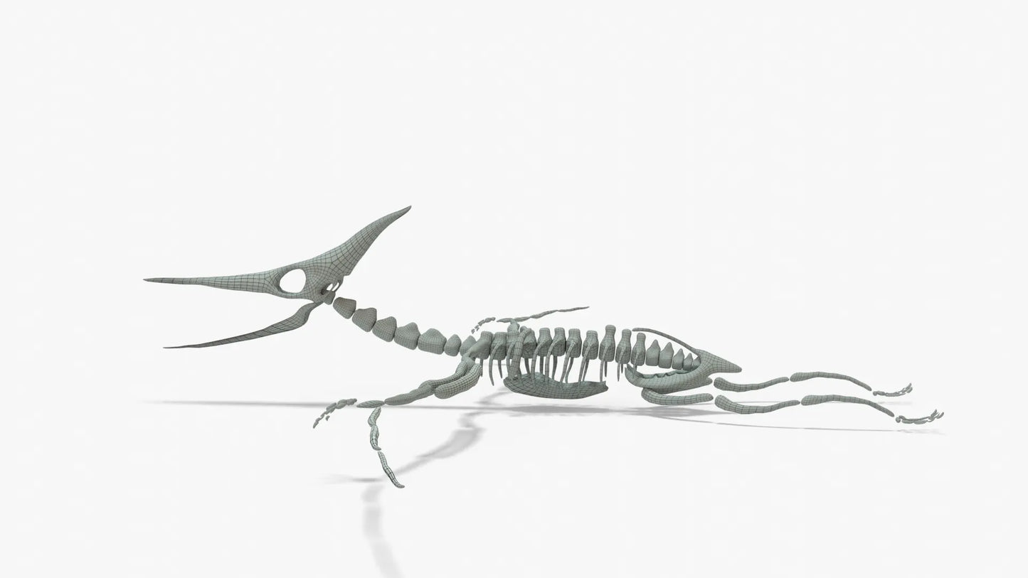 Pteranodon Rigged Skeleton 3D Model