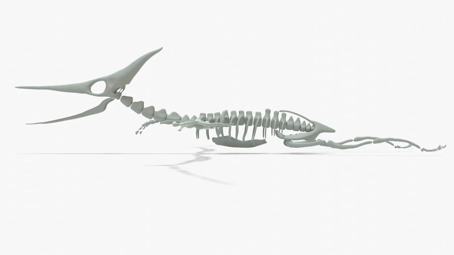 Pteranodon Rigged Skeleton 3D Model