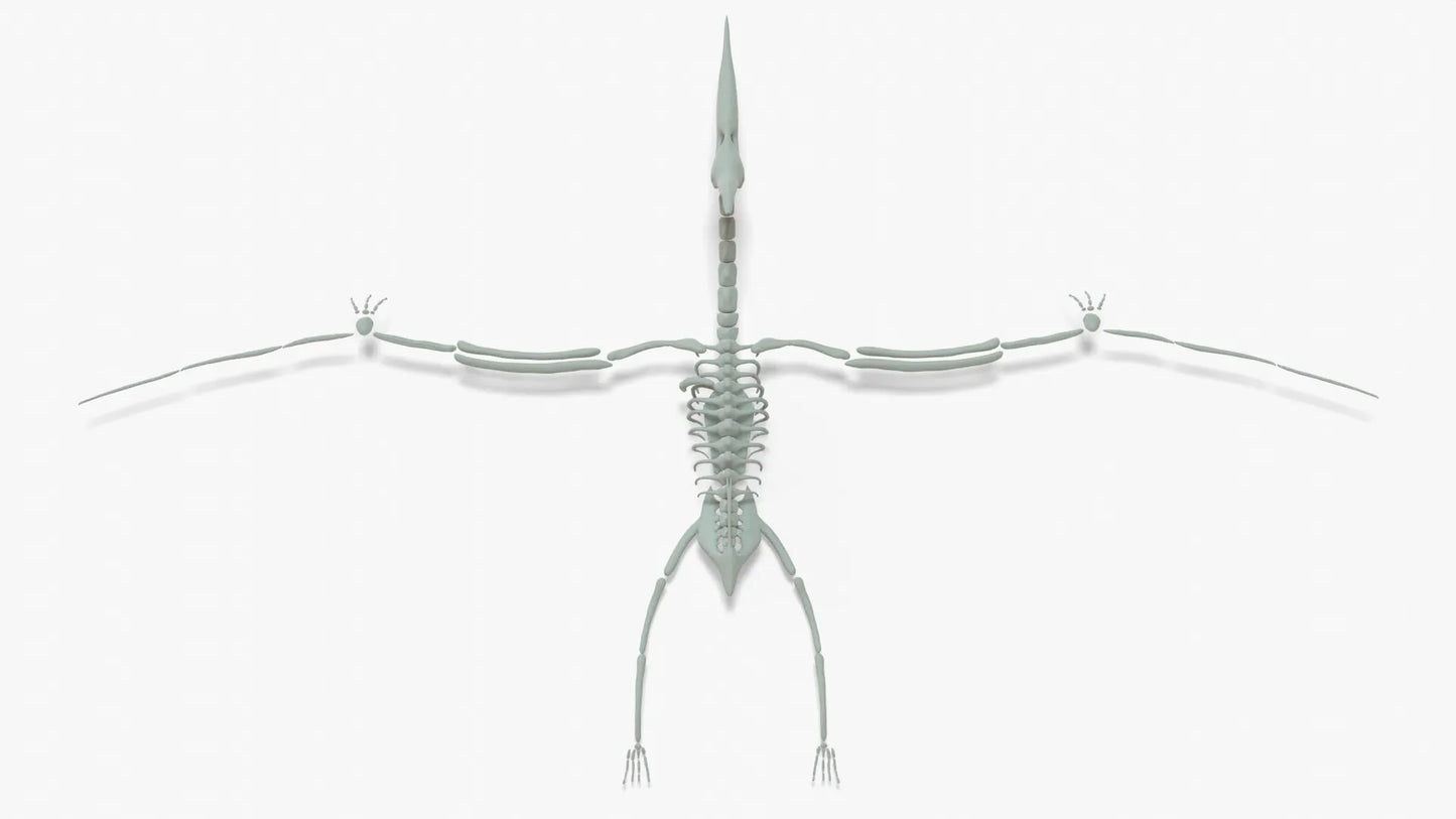 Pteranodon Rigged Skeleton 3D Model