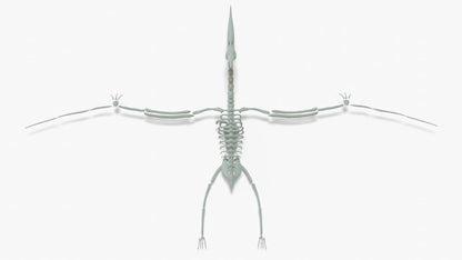 Pteranodon Rigged Skeleton 3D Model