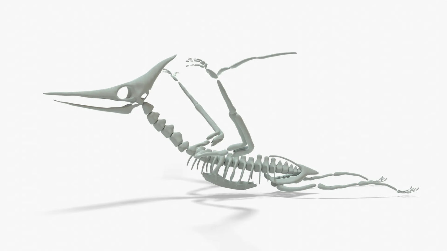 Pteranodon Rigged Skeleton 3D Model