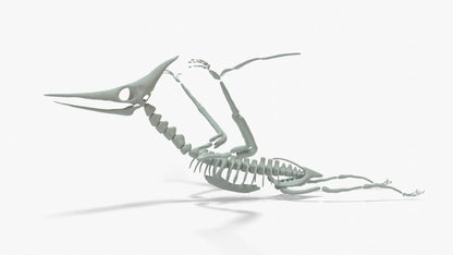 Pteranodon Rigged Skeleton 3D Model