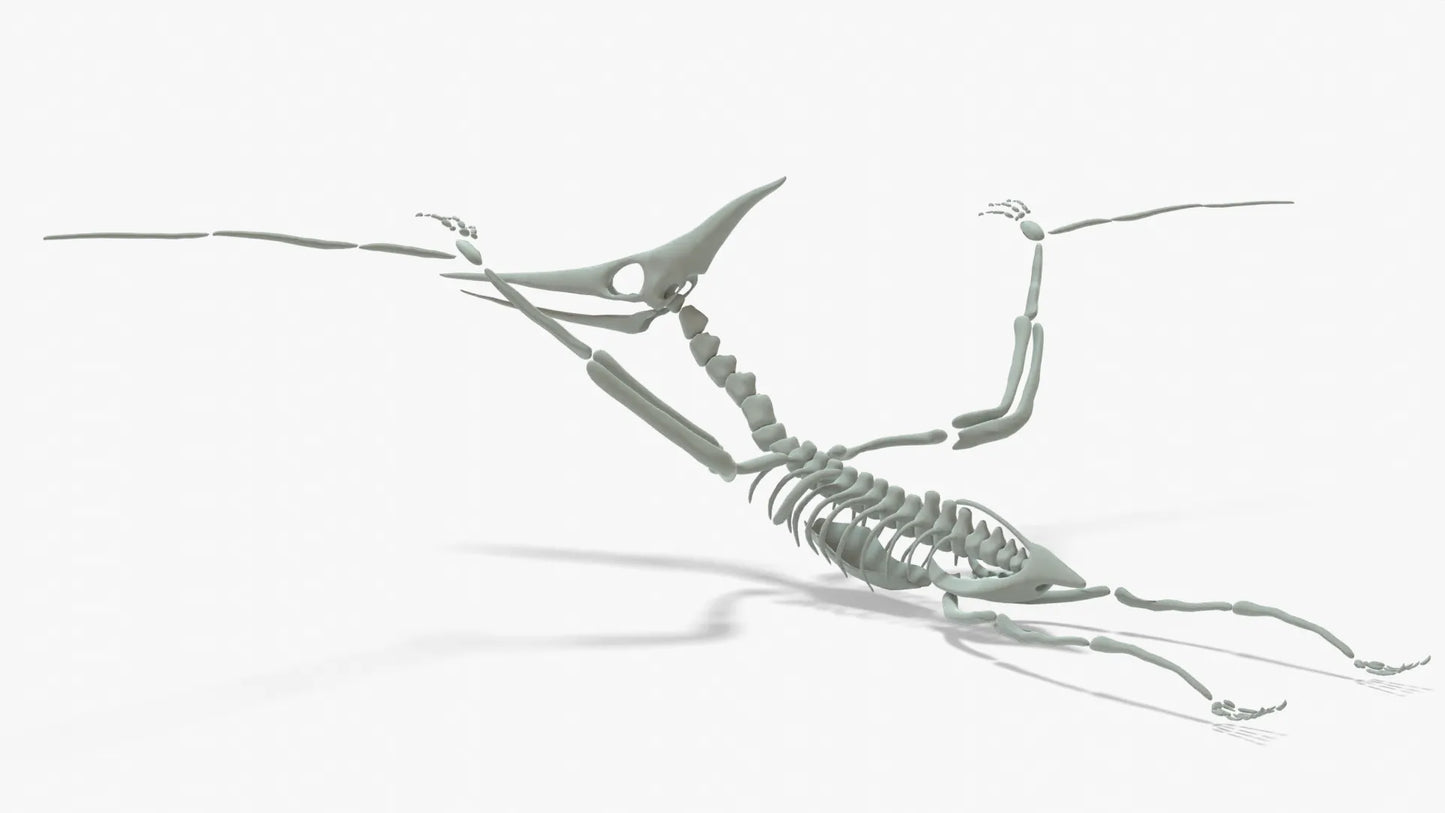 Pteranodon Rigged Skeleton 3D Model