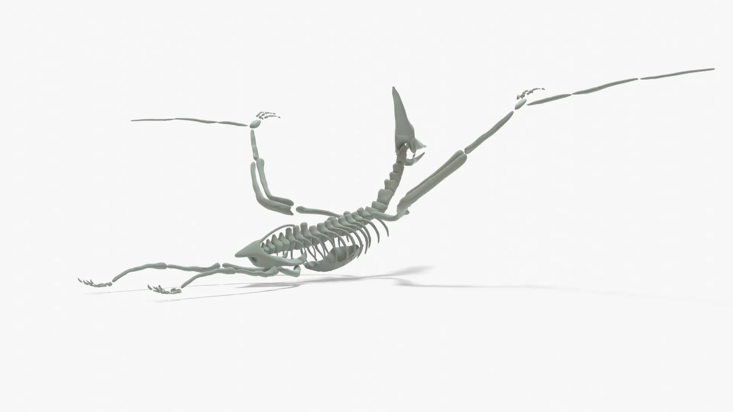 Pteranodon Rigged Skeleton 3D Model