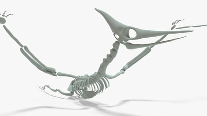 Pteranodon Rigged Skeleton 3D Model