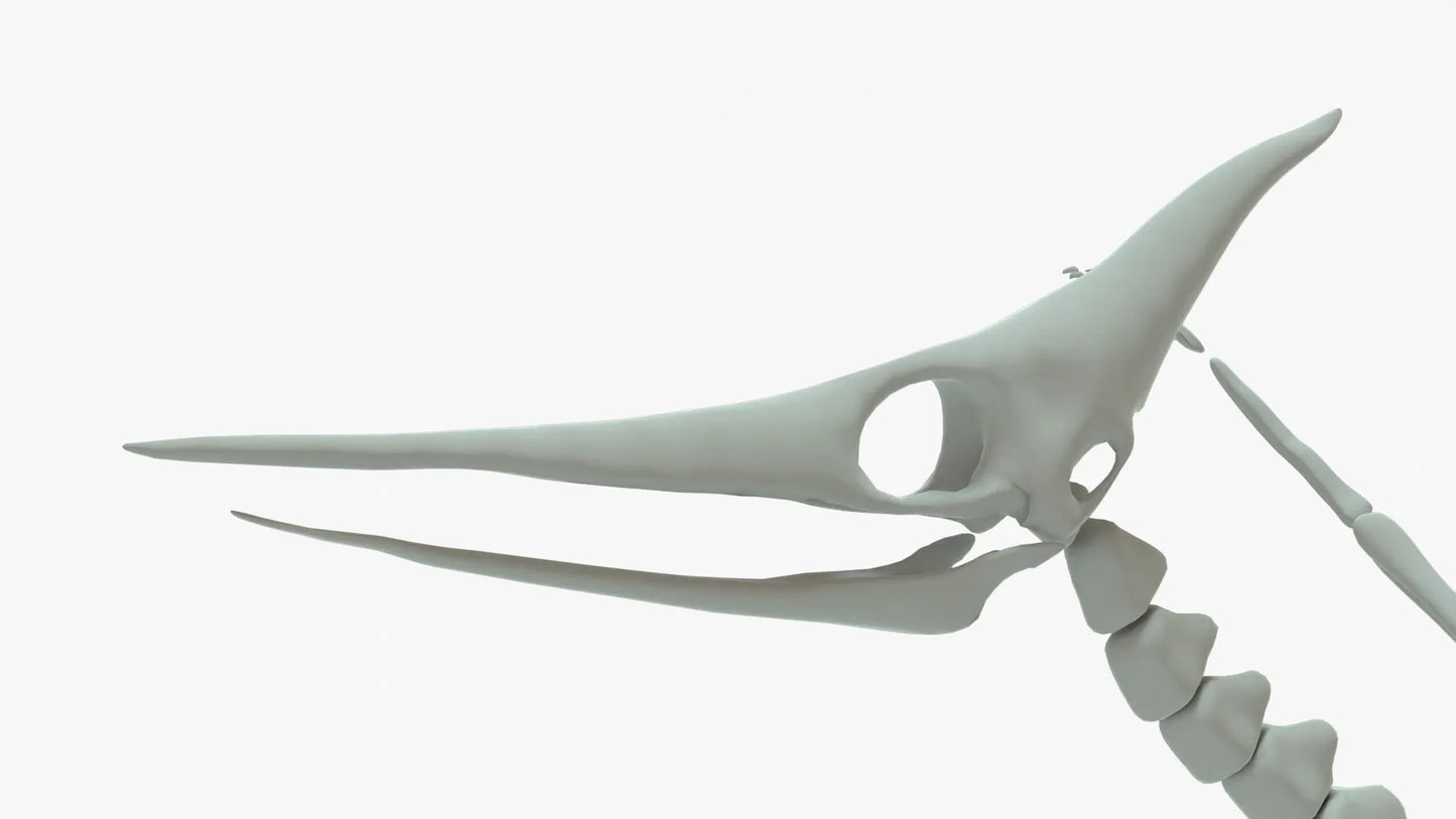 Pteranodon Rigged Skeleton 3D Model