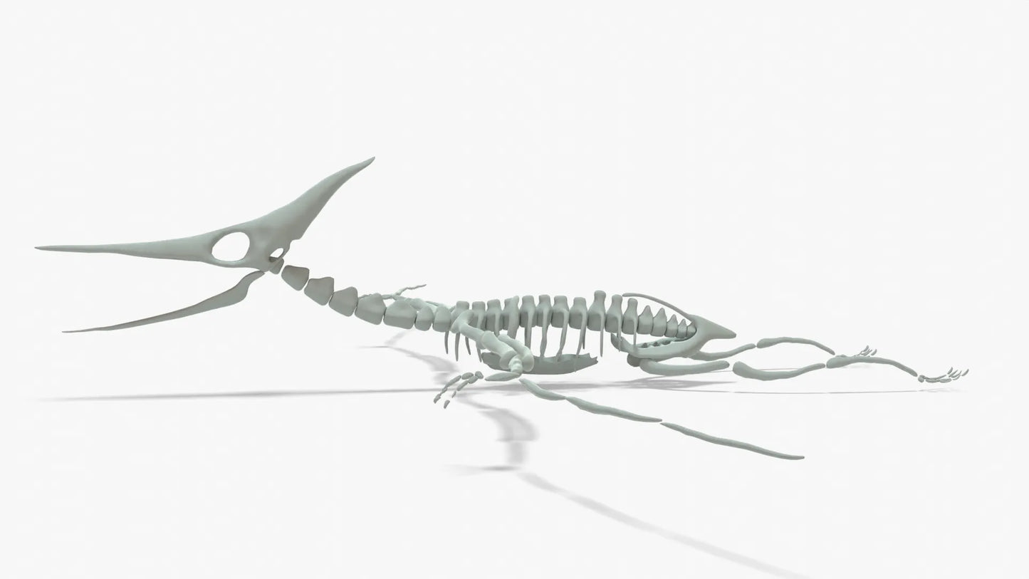 Pteranodon Rigged Skeleton 3D Model