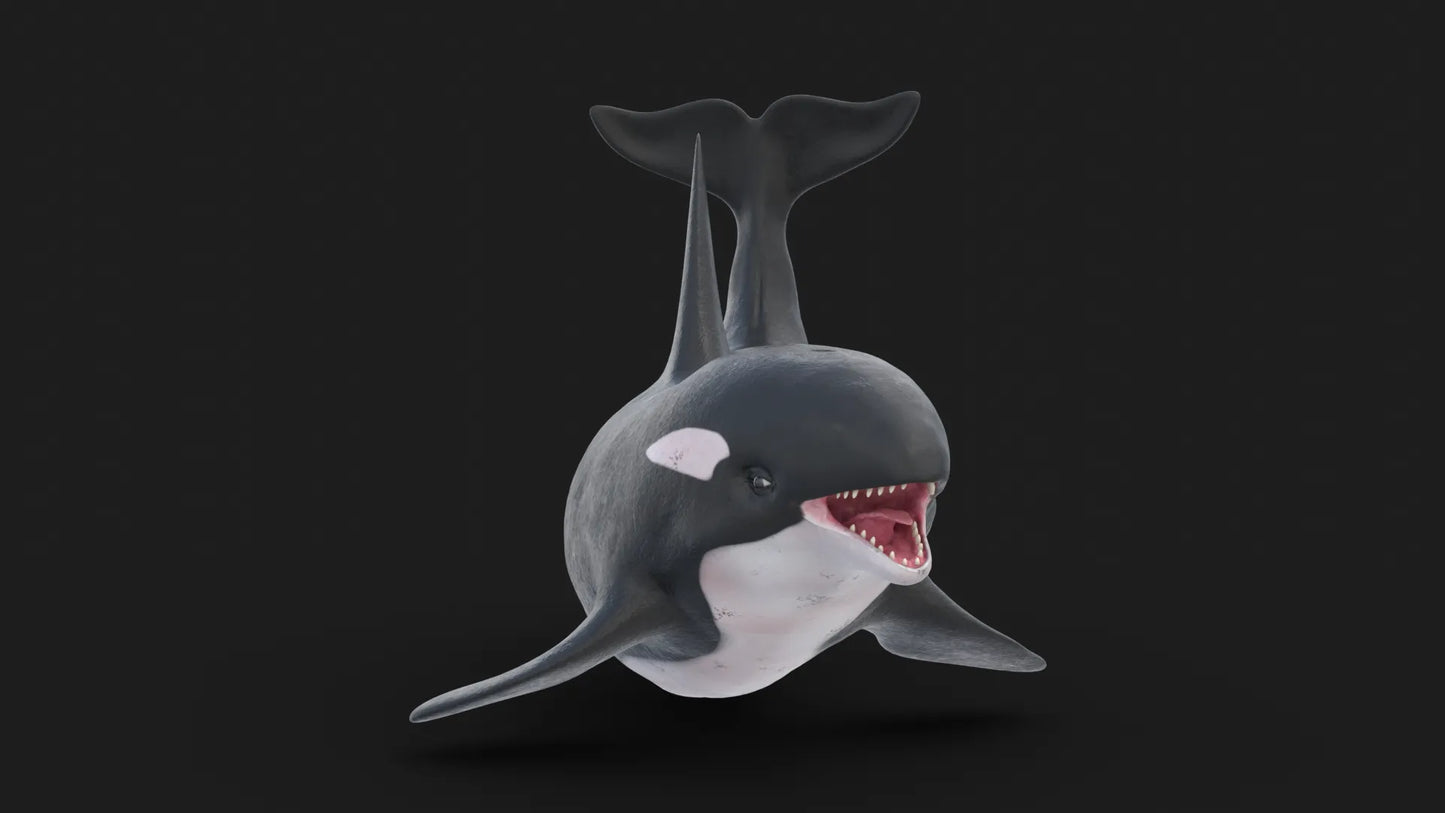 Realistic Killer Whale Rigged and Animated 3D Model