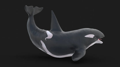 Realistic Killer Whale Rigged and Animated 3D Model