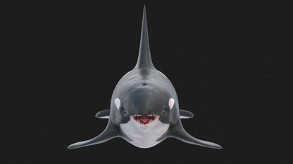 Realistic Killer Whale Rigged and Animated 3D Model