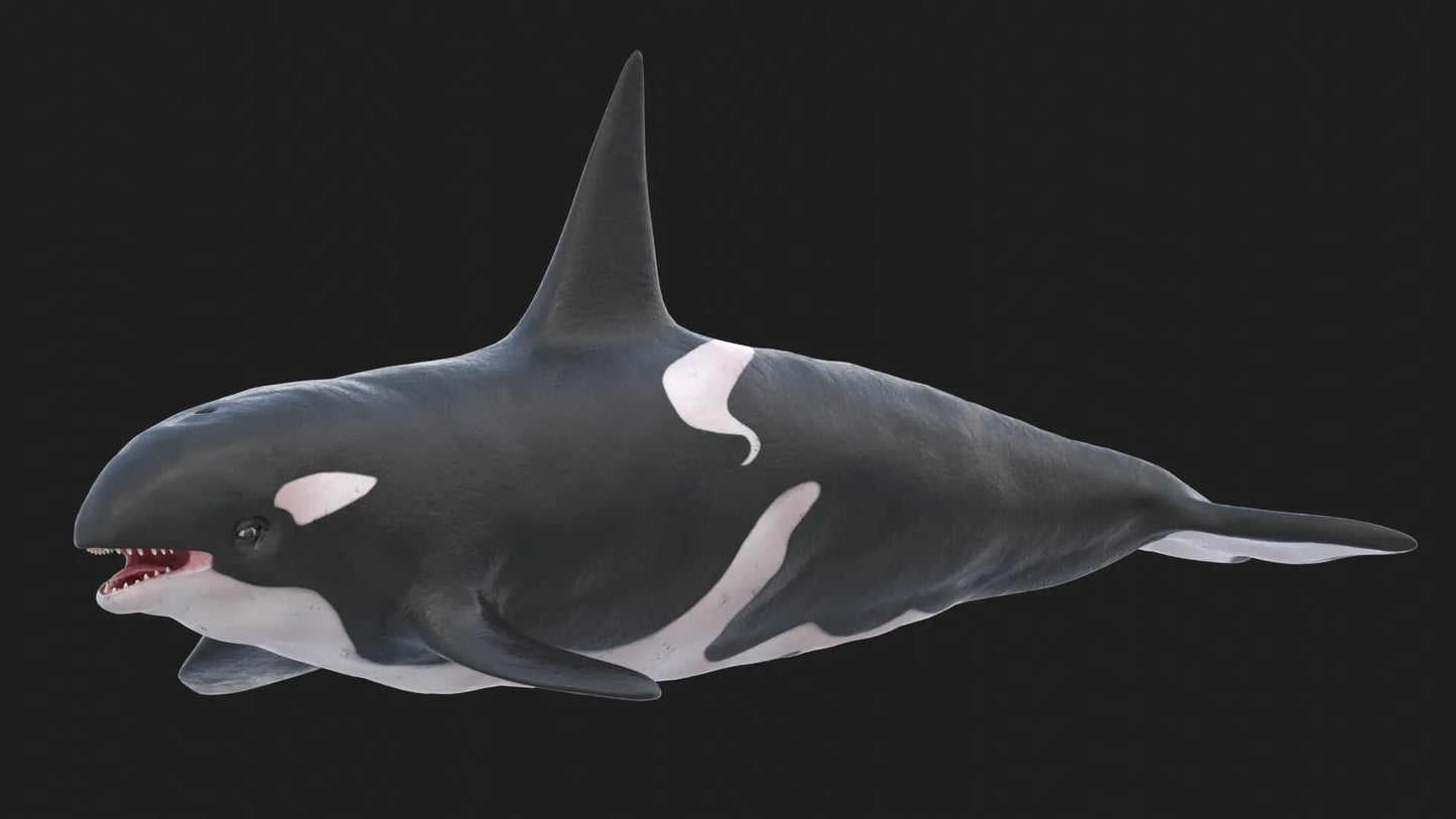 Realistic Killer Whale Rigged and Animated 3D Model