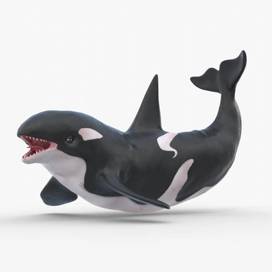 Realistic Killer Whale Rigged and Animated 3D Model